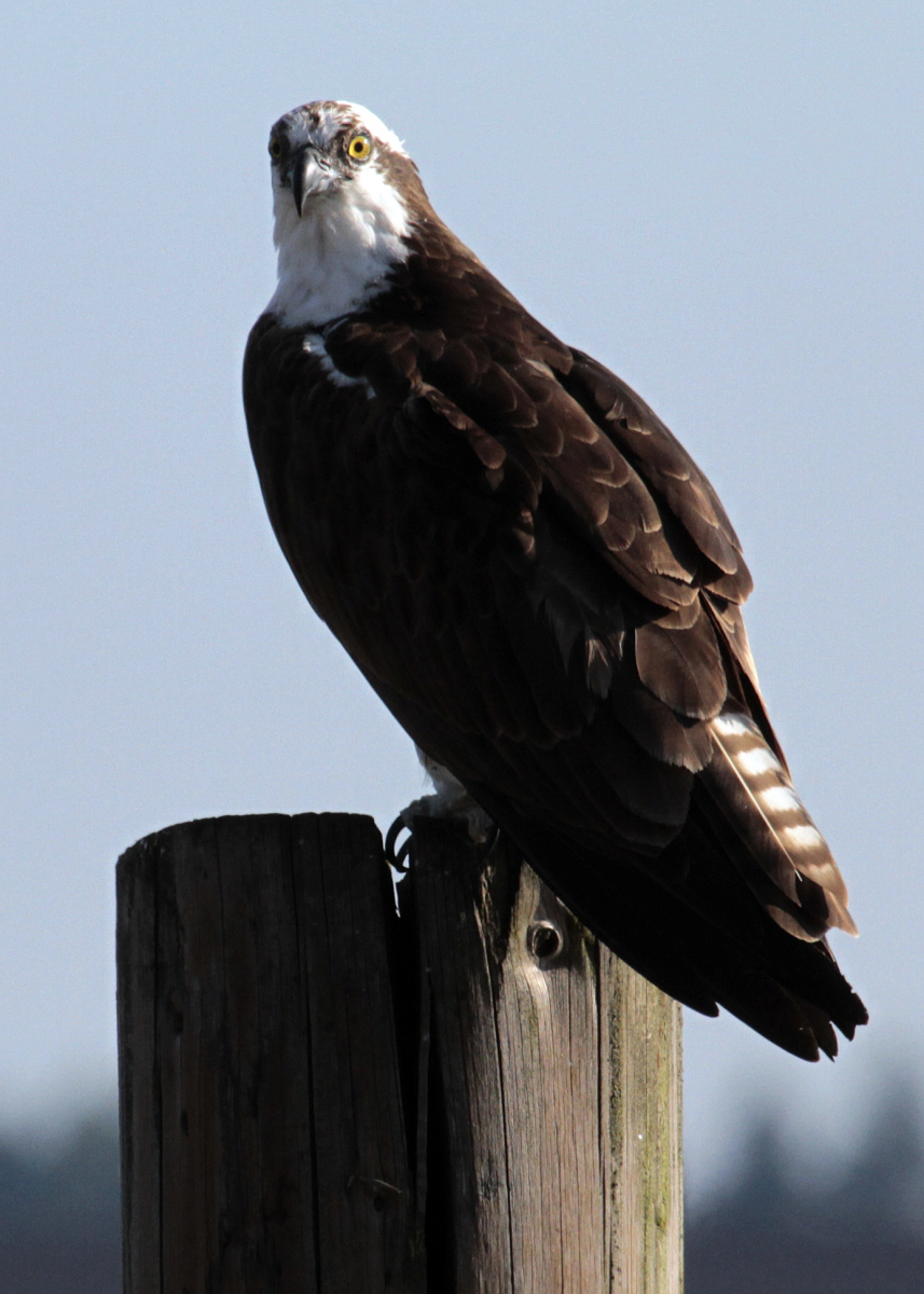 Birding Is a Booming Hobby—and a Big Business