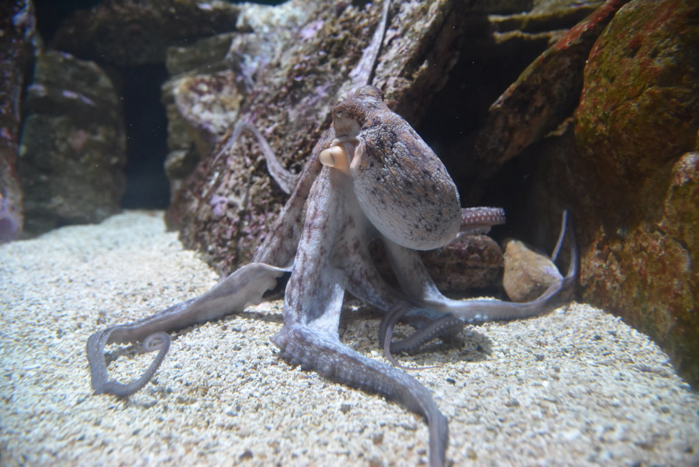 Do Octopuses Favor Certain Limbs? | RealClearScience
