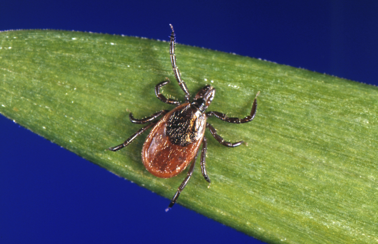 How Human Actions Raised the Risk of Tick-Borne Diseases