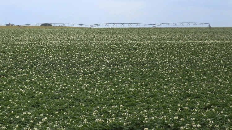 Better Farming Through Endophytes