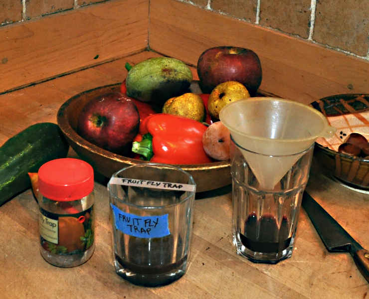 How to Beat a Fruit Fly Infestation