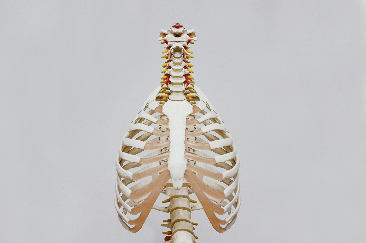 Mouse Study Suggests Path to Reversing Osteoporosis