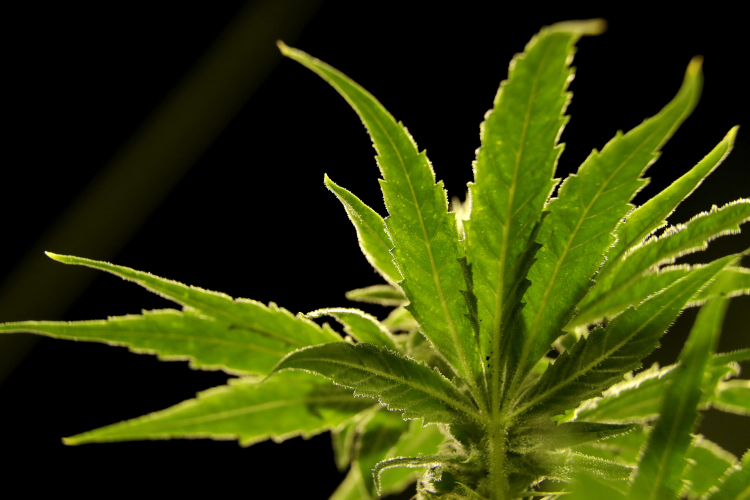 Think Cannabis Helps You Sleep? Think Again.