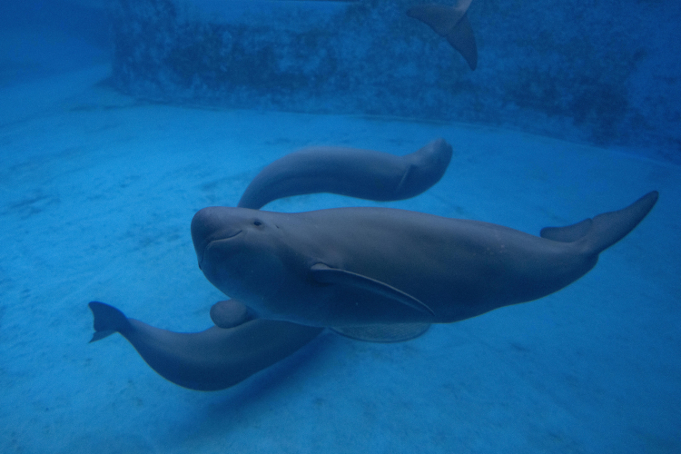 Should We Edit Nature to Atone for Our Environmental Sins?