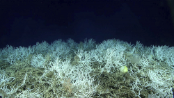A Way to Reverse Coral Bleaching at Record Speed