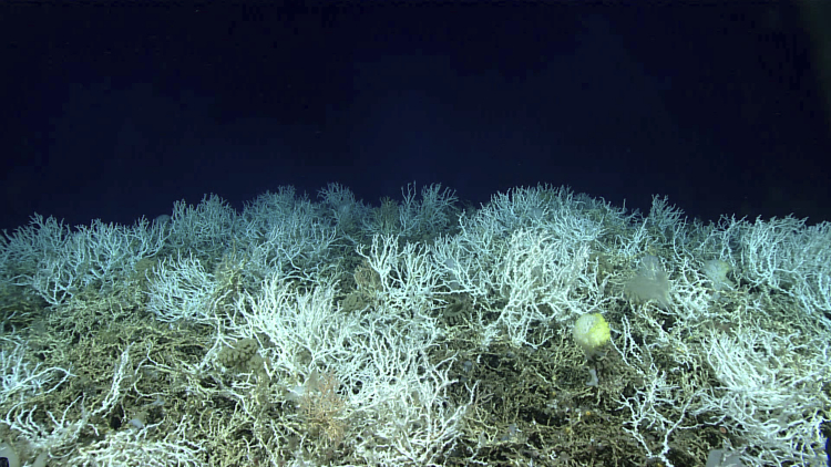 A Way to Reverse Coral Bleaching at Record Speed