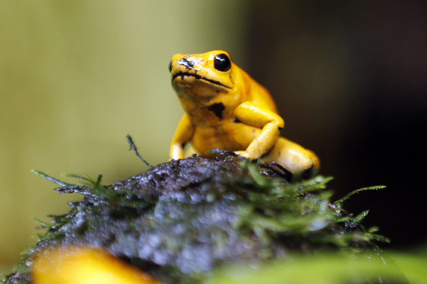 Small Poison The Animals That Eat Deadly Poisons and Don't Die | RealClearScience