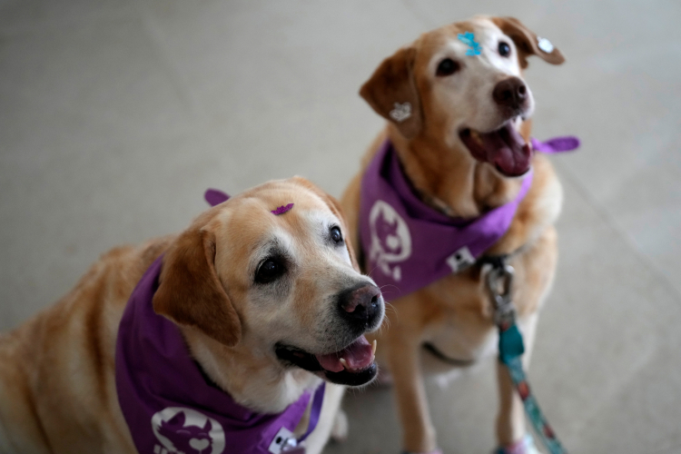 Dog Brains Process Speech in a Way Only Seen in Humans