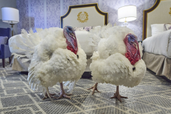 Trump: I Wanted To Name The Turkeys "Chuck And Nancy," But Then I Wouldn't Be Pardoning Them
