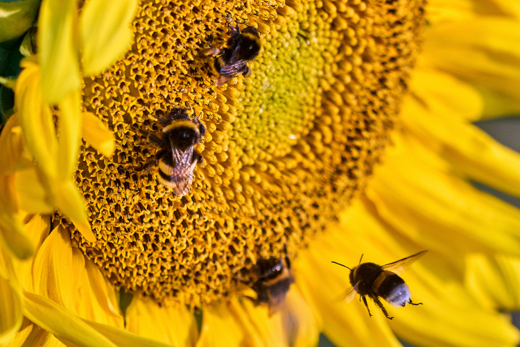 Worker Bumble Bees Help Determine Which Baby Will Be Queen
