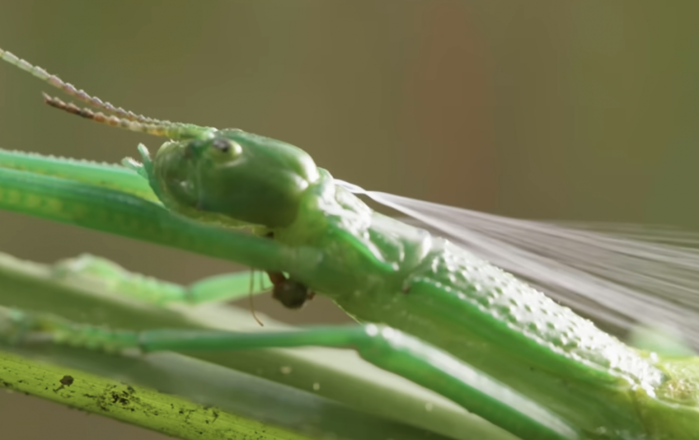Sprinkle On Insect Watch: Stick Insect Sprays Noxious 'Peppermint' | RealClearScience