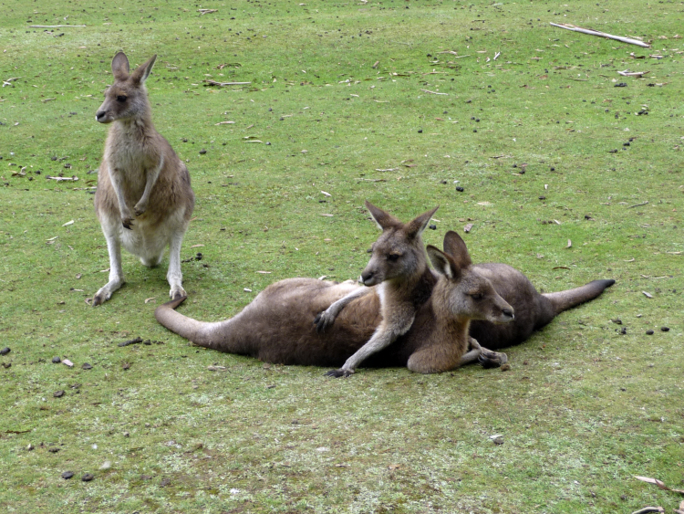 Kangaroos Are the Exception in 'Upside-Down' Evolution