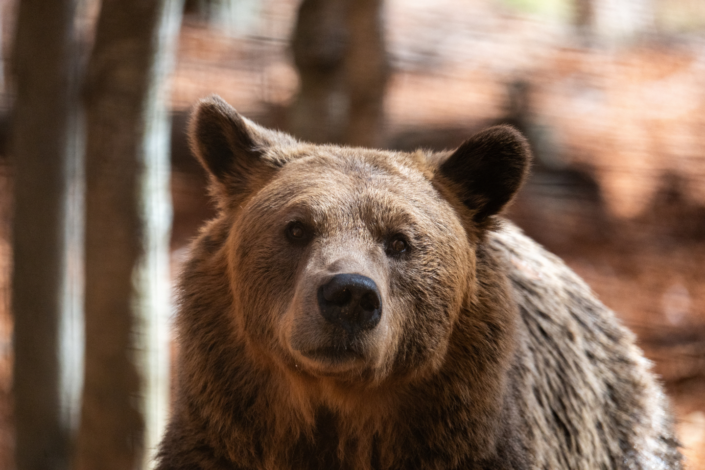 Bears Don't Actually Hibernate | RealClearScience