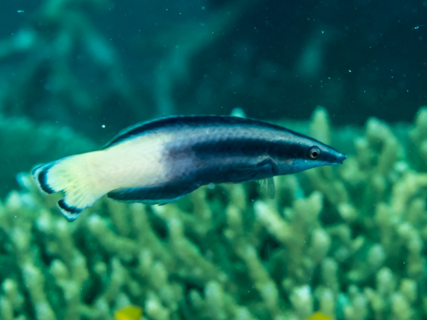 Fish That Clean Cleaner Fish Show Intelligence Typical of Mammals | RealClearScience