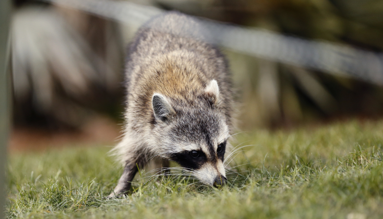 Why We Should Vaccinate Wild Animals