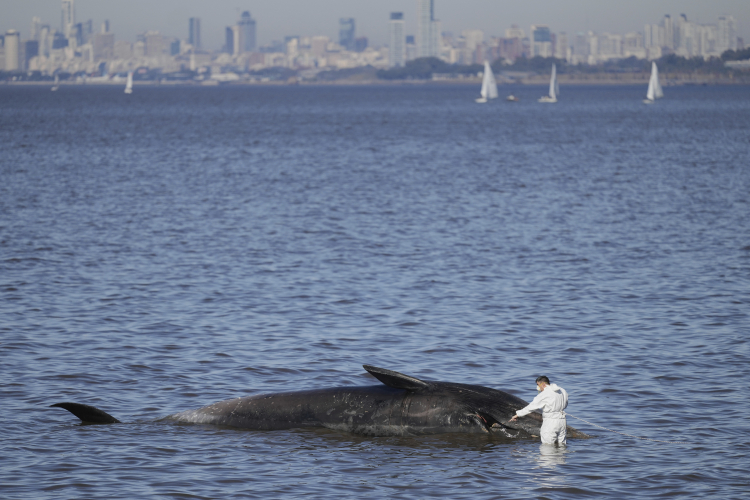 The Strange Deep-Sea Creatures That Eat Whales