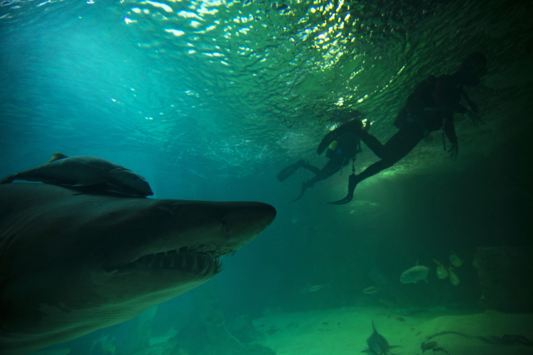 Bull Sharks Form Friendships