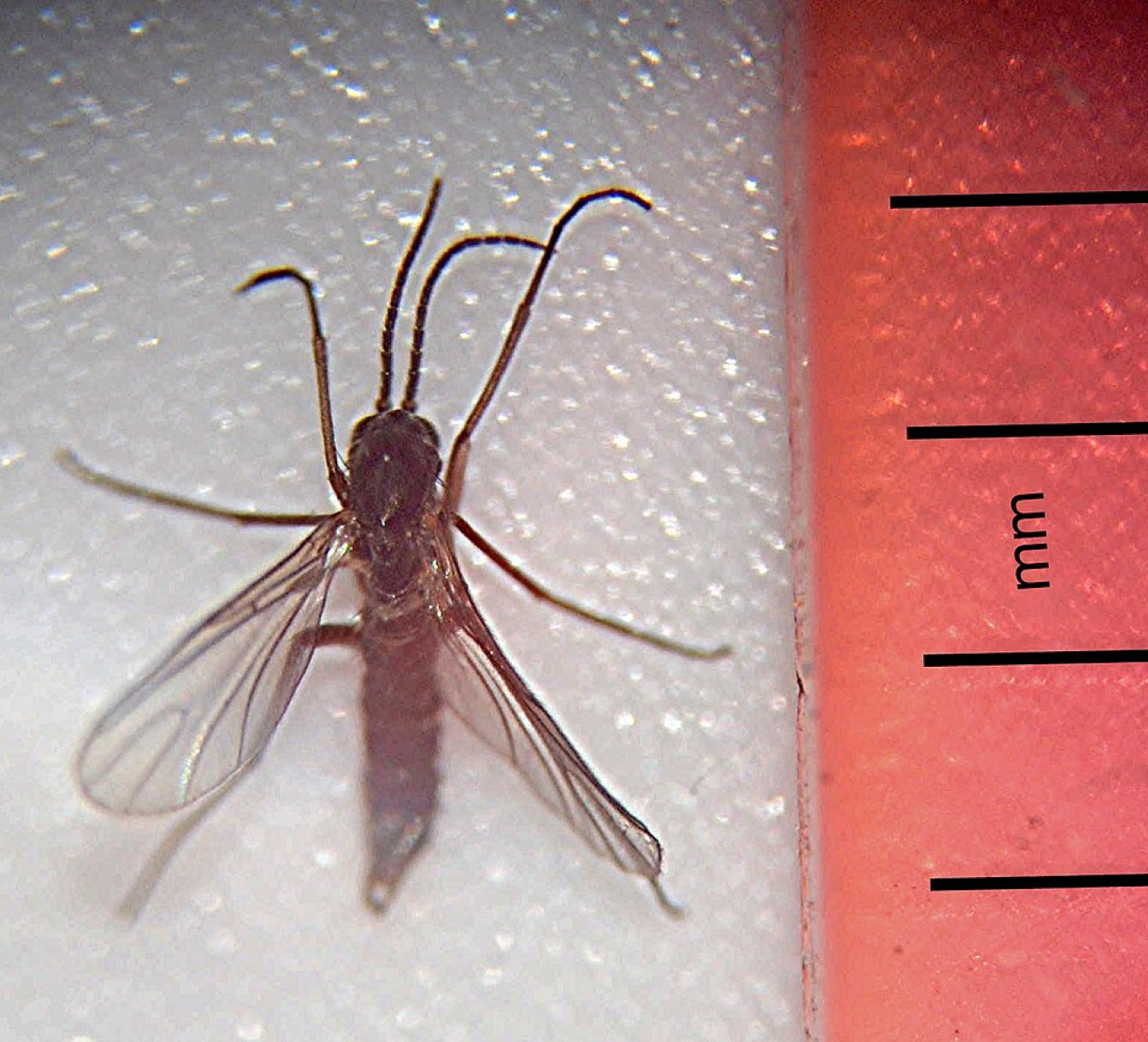 Stray Insects This Insect Will Soon Come to Your Home | RealClearScience