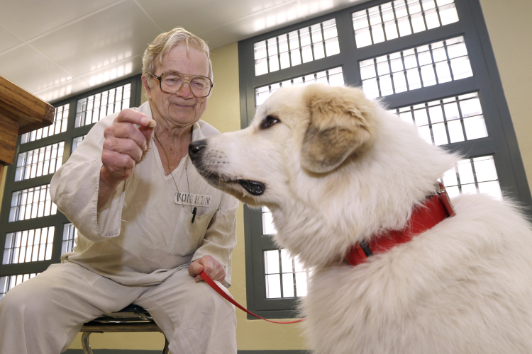 Are Some Dog Breeds Really Easier to Train? Not Really.