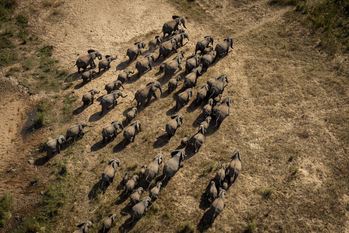 Elephants Only Sleep for Two Hours a Night. Here's Why