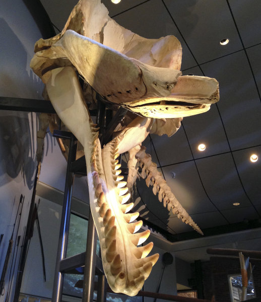 Sperm Whale Birth Recorded on Camera