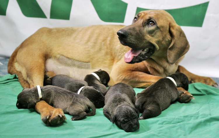 Repeated Cloning Has Horrifying Results