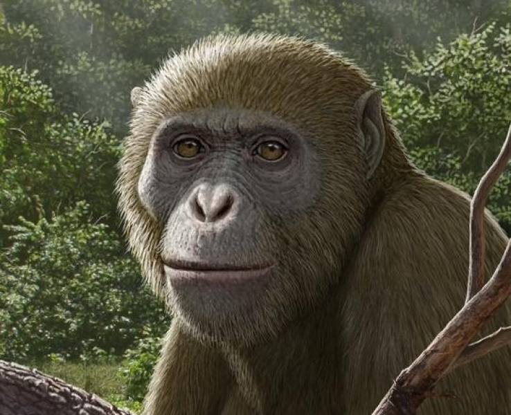 Masripithecus: A New Miocene Ape From Egypt