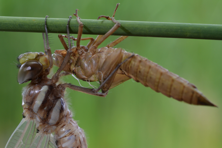 What Really Happened to All the Giant Insects?