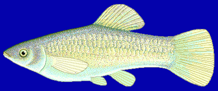 How an All-Female Fish Species Thrives Without Sex