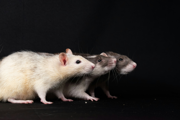 How Rats Conquered Earth