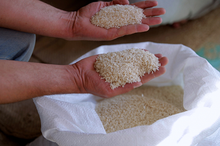 The Quest for Immortal Rice Just Got a Huge Boost