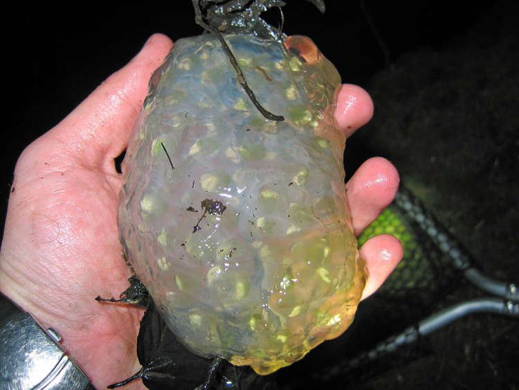 Nature's Oddest Eggs