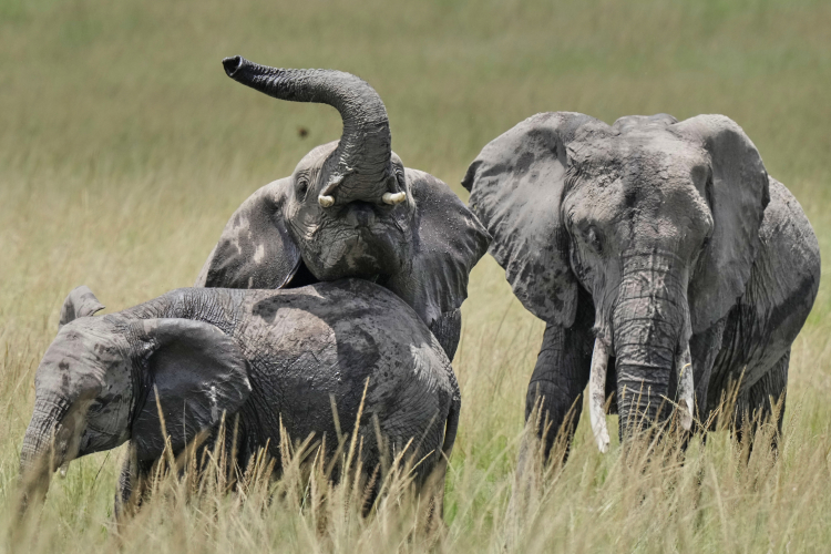 Elephants Only Sleep for Two Hours a Night. Here's Why