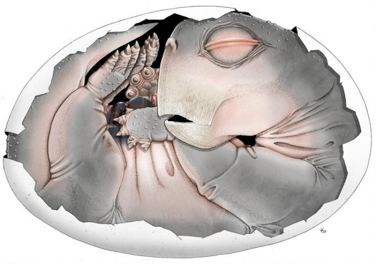 Earliest-Known Egg of a Mammal Ancestor Discovered