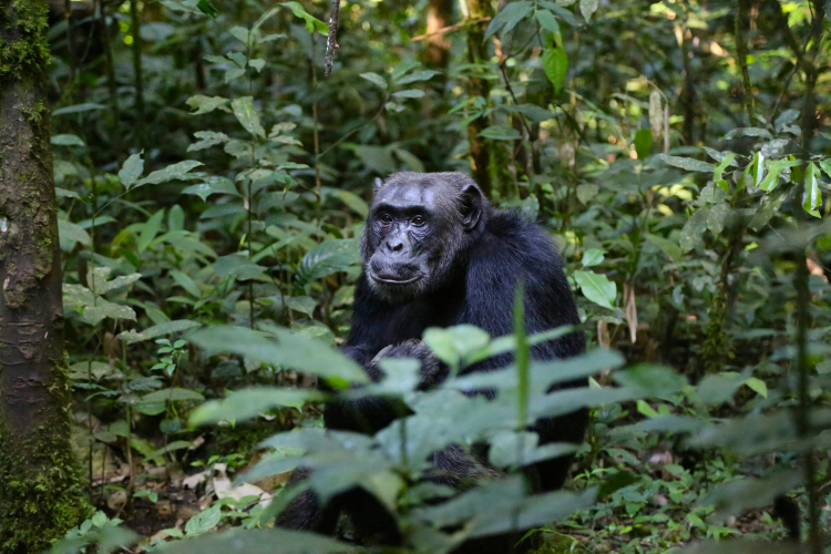 Researchers Document a Chimpanzee Civil War