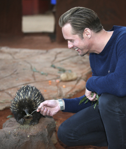 Ice Age Australia Was Home to Giant Echidnas