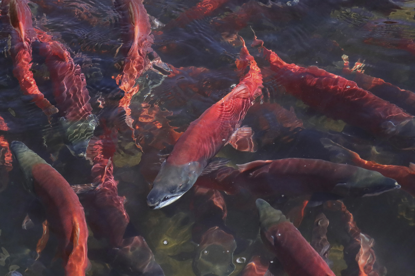 Opioids and Other Drugs Are Accumulating in Freshwater Fish ...