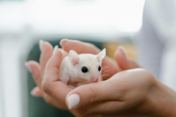 Longevity Drug Boosts Mouse Lifespan by a Third