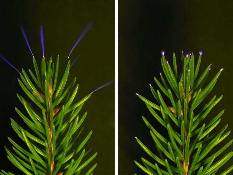 Corona Discharges Captured Erupting From Trees
