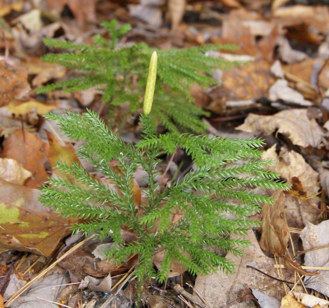 Plants Evolved Bizarre Type of Photosynthesis to Survive Great Dying