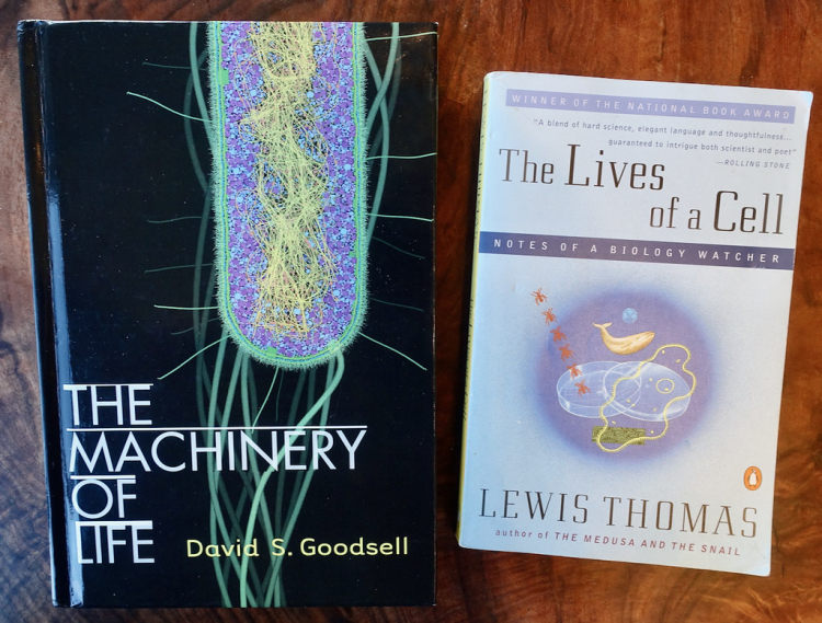 What Physical 'Life Force' Turns Biology's Wheels?