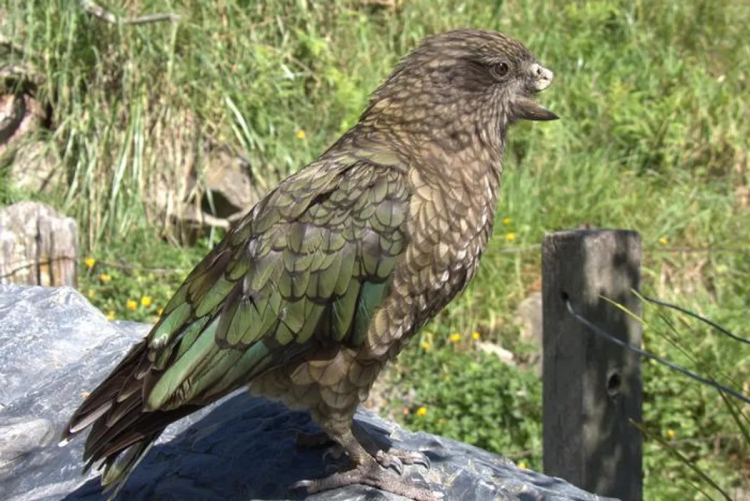 'Alpha' Parrot Bruce Has a Unique Jousting Technique