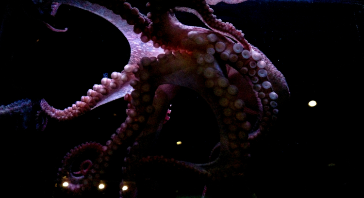 The Earliest Known Octopuses Were Giant Predators