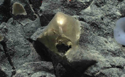 Scientists Identify Strange Golden Orb Found in Deep Sea