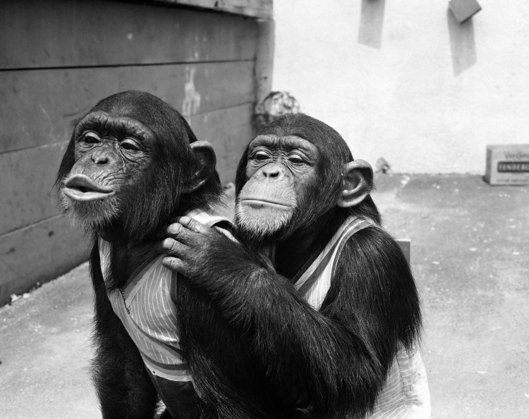 Why Humans Aren't Clever Chimps