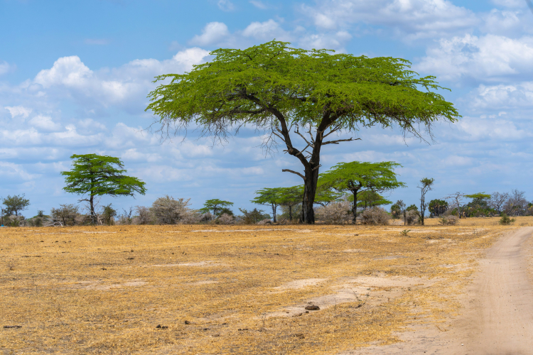 In Eastern Africa, the Cradle of Humankind Is Tearing Apart