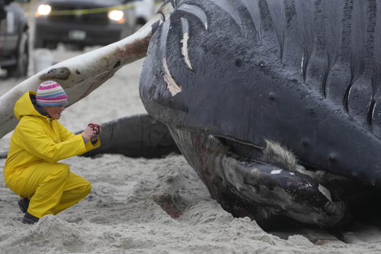 How to Euthanize a Whale