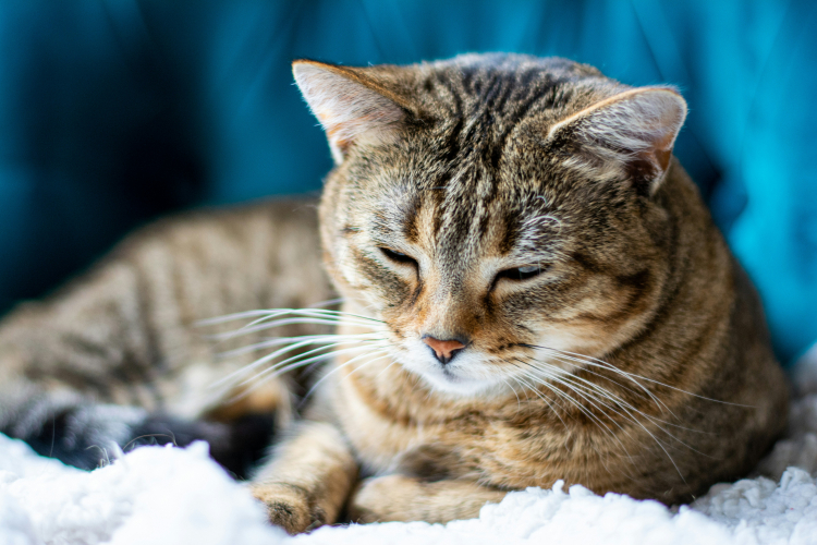 Certain Nap Patterns in Older Adults Could Be a Warning