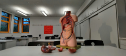 Organs Age at Different Rates. Here's What That Means