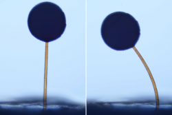 Microscopic 'Magnobots' Perform Complex Maneuvers